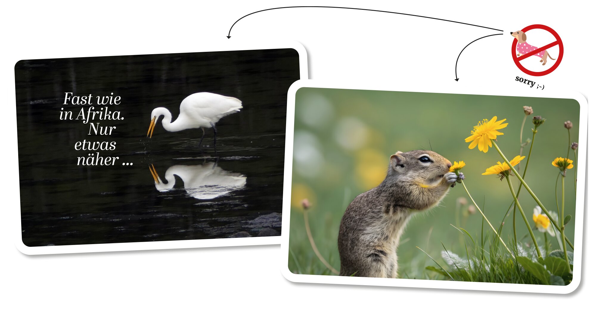 Über uns Collage Ziesel